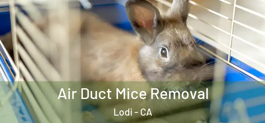 Air Duct Mice Removal Lodi - CA