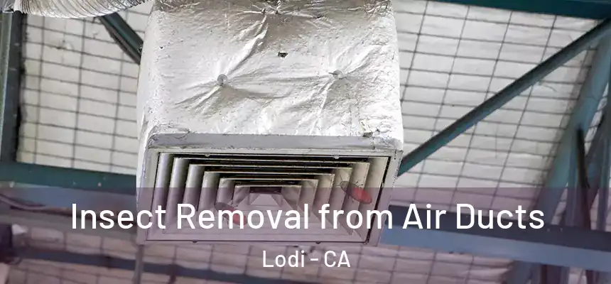 Insect Removal from Air Ducts Lodi - CA